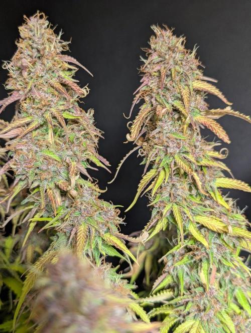 Sweet Mango x3. Week 11