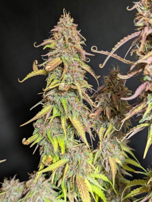 Sweet Mango x3. Week 11