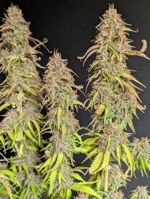 Sweet Mango x3. Week 11