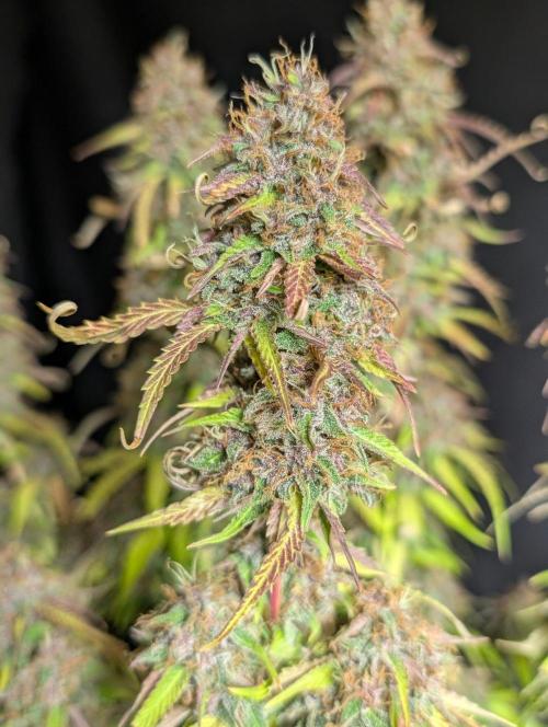 Sweet Mango x3. Week 11