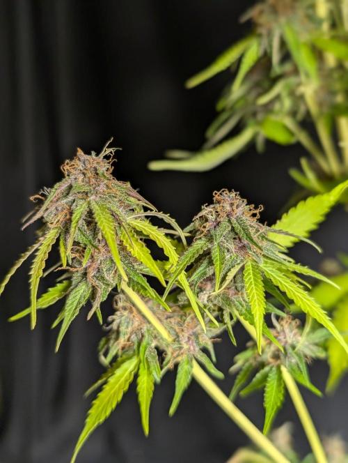 Sweet Mango x3. Week 11