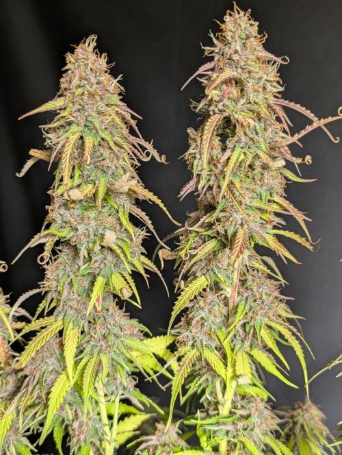 Sweet Mango x3. Week 11