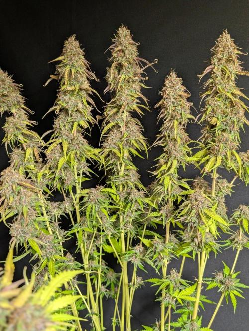 Sweet Mango x3. Week 11