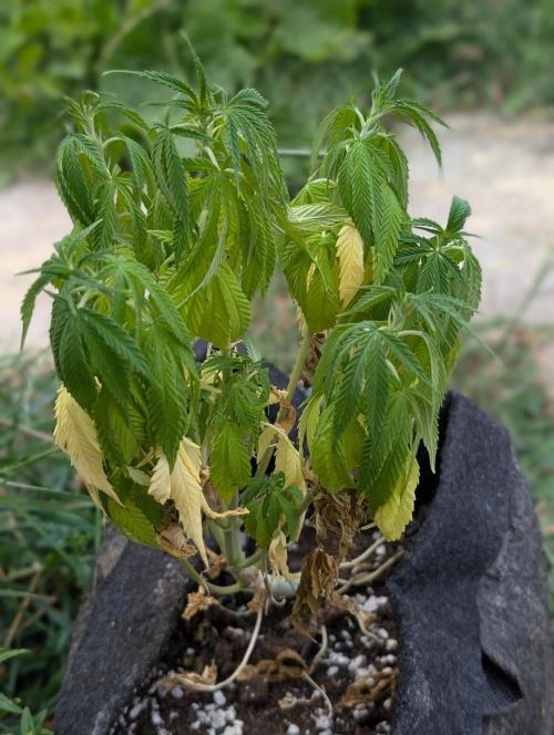 Golosa. Week 6