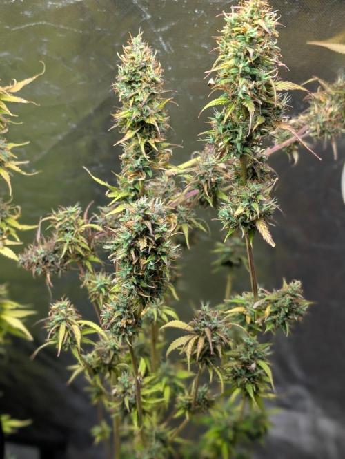 Purple Lemon Tree XLL x4. Week 11 - 1