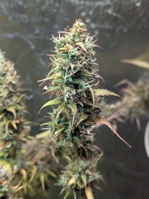 Purple Lemon Tree XLL x4. Week 11