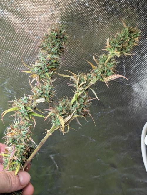Purple Lemon Tree XLL x4. Week 11