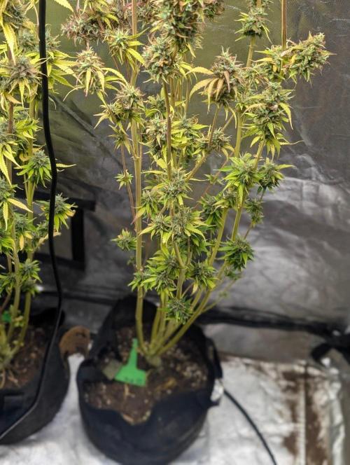 Purple Lemon Tree XLL x4. Week 11
