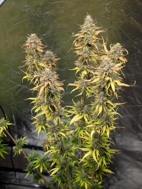 Purple Lemon Tree XLL x4. Week 11 - 2
