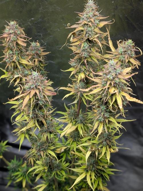 Purple Lemon Tree XLL x4. Week 11