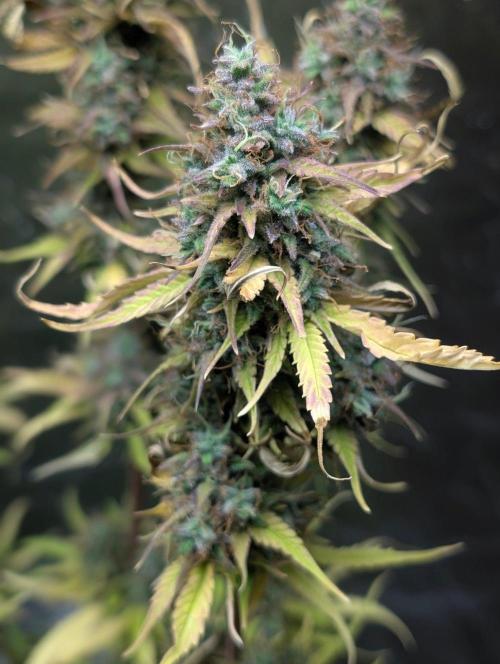 Purple Lemon Tree XLL x4. Week 11