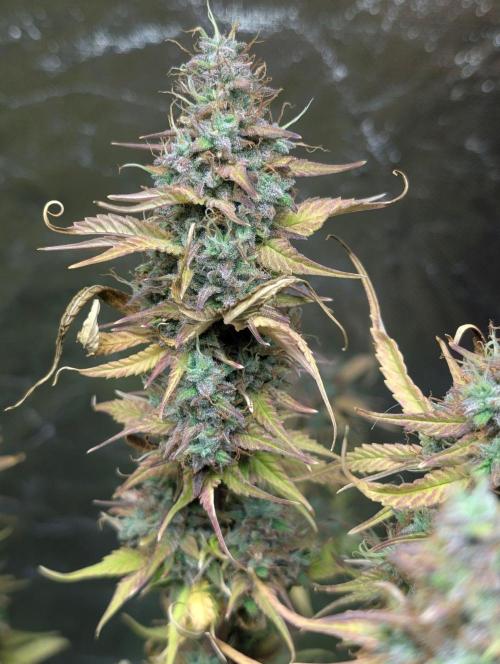 Purple Lemon Tree XLL x4. Week 11