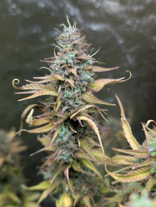 Purple Lemon Tree XLL x4. Week 11