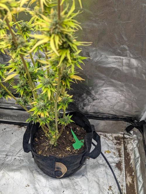 Purple Lemon Tree XLL x4. Week 11
