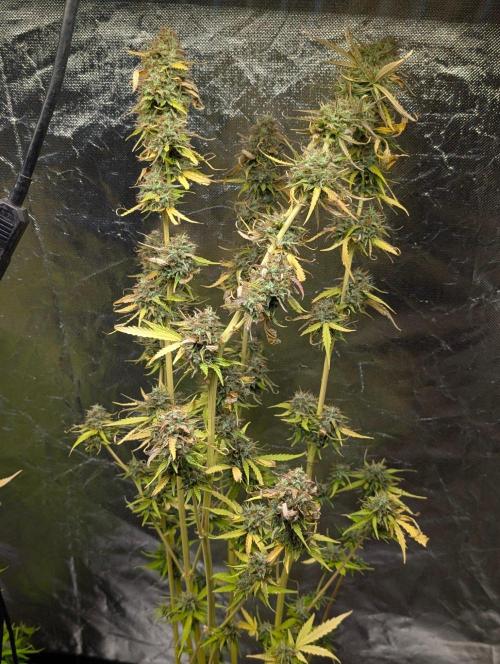 Purple Lemon Tree XLL x4. Week 11 - 3