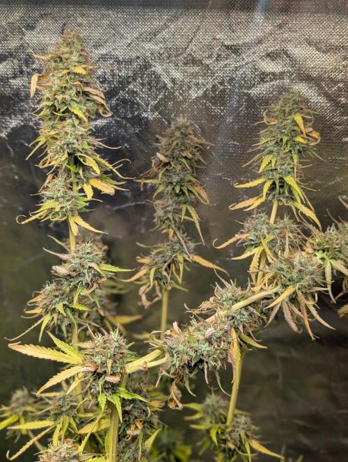 Purple Lemon Tree XLL x4. Week 11