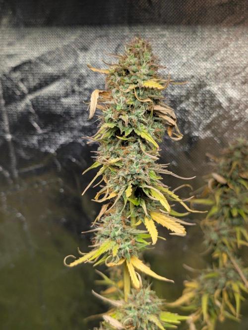 Purple Lemon Tree XLL x4. Week 11