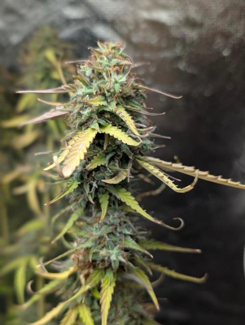 Purple Lemon Tree XLL x4. Week 11