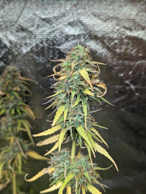 Purple Lemon Tree XLL x4. Week 11
