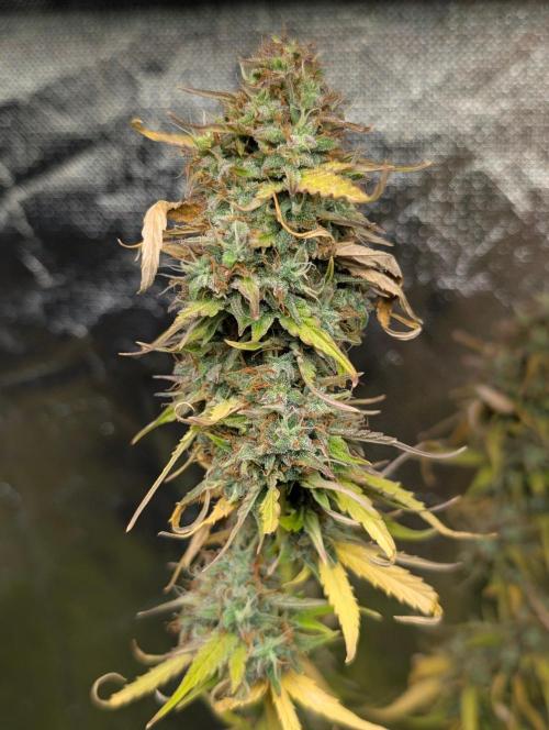 Purple Lemon Tree XLL x4. Week 11