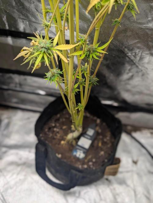 Purple Lemon Tree XLL x4. Week 11