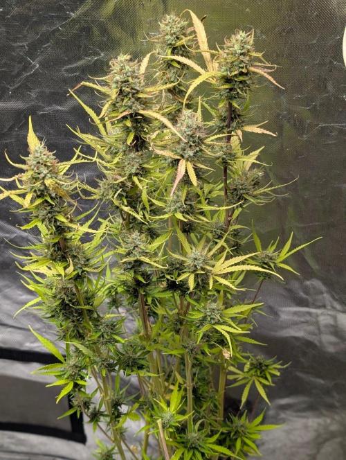 Purple Lemon Tree XLL x4. Week 11 - 4