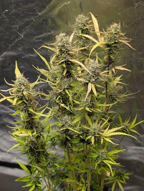 Purple Lemon Tree XLL x4. Week 11