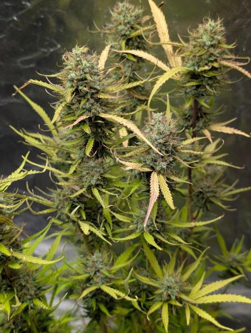 Purple Lemon Tree XLL x4. Week 11
