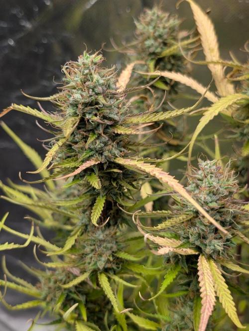 Purple Lemon Tree XLL x4. Week 11