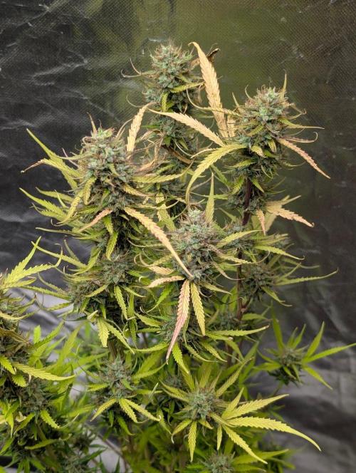 Purple Lemon Tree XLL x4. Week 11