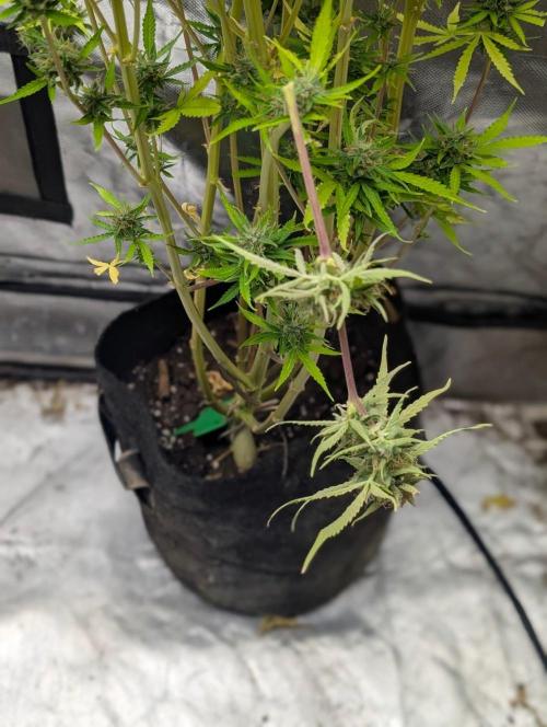 Purple Lemon Tree XL Auto. Week 11