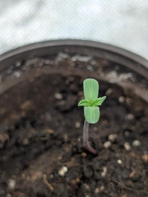 Gr-APE x5. Week 1