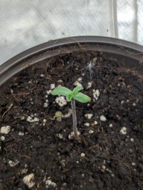 Gr-APE. Week 1