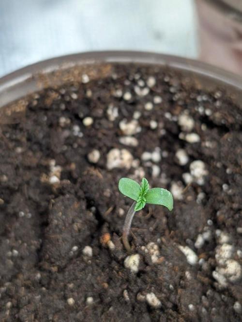 Golosa x8. Week 1