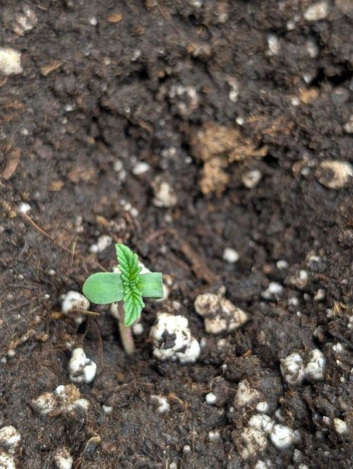 Golosa x8. Week 1
