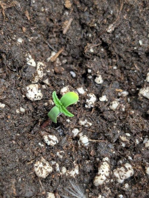 Golosa x8. Week 1