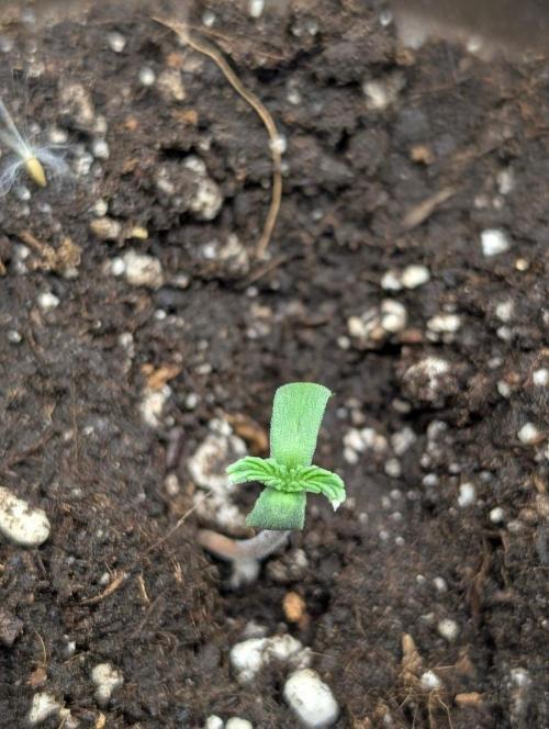 Golosa x8. Week 1