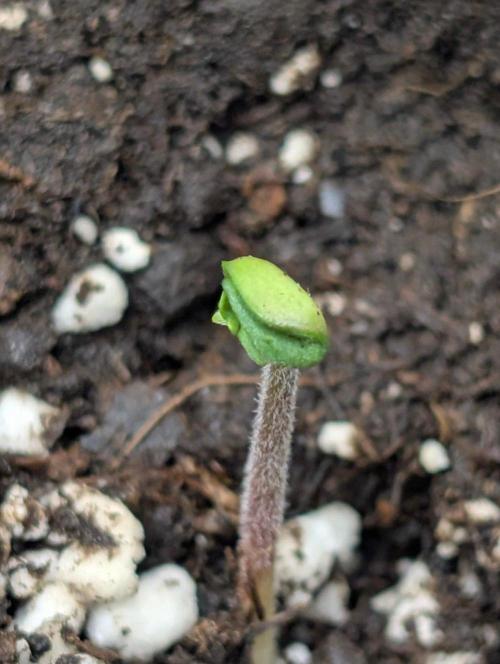 Golosa x8. Week 1