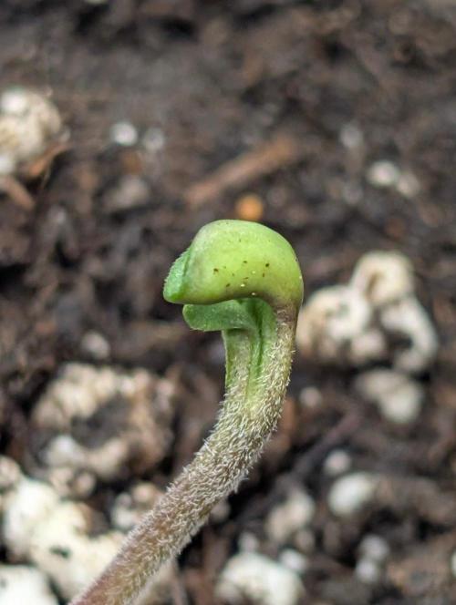 Golosa x8. Week 1