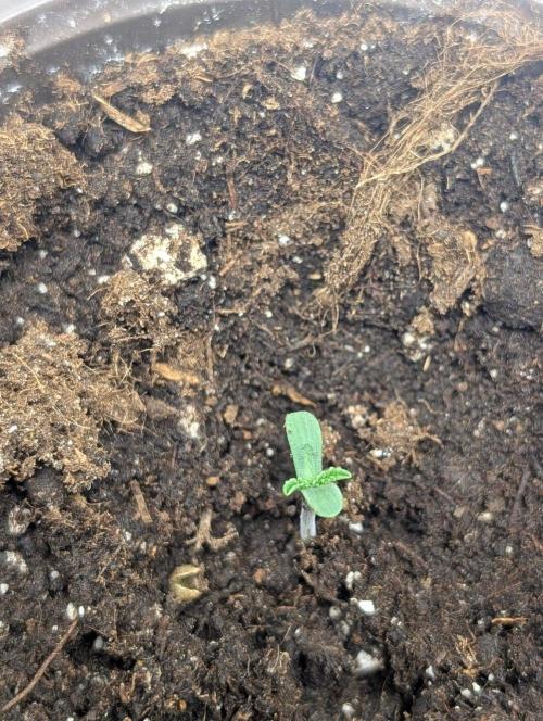 Zinnapple x5. Week 1