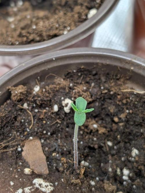 Zinnapple x5. Week 1