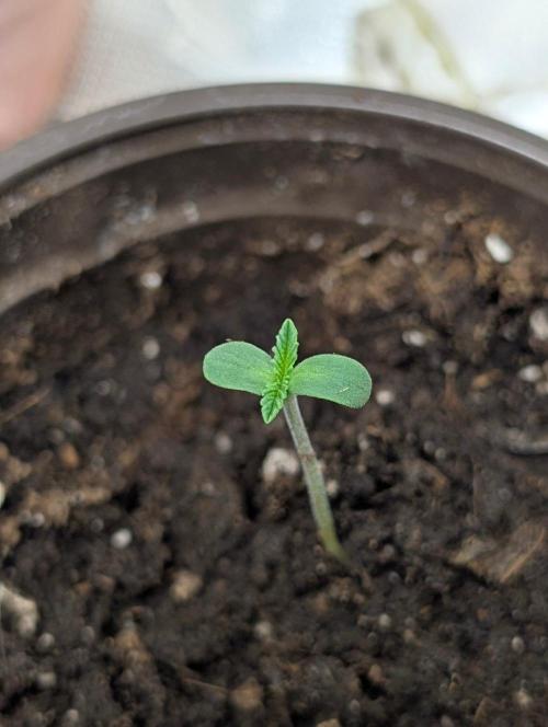 Zinnapple . Week 1