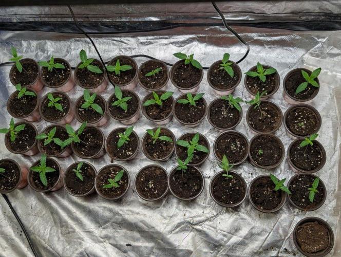 Gr-APE. Week 2