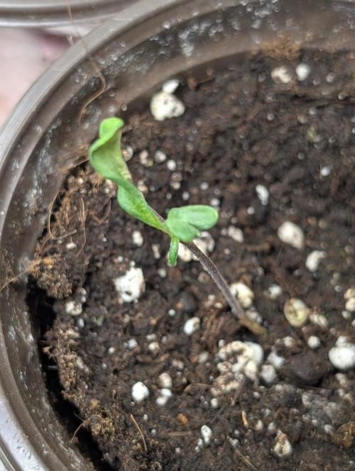 Golosa x8. Week 2 - 8