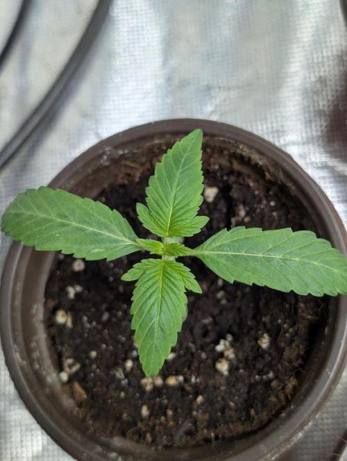Golosa x8. Week 2 - 7