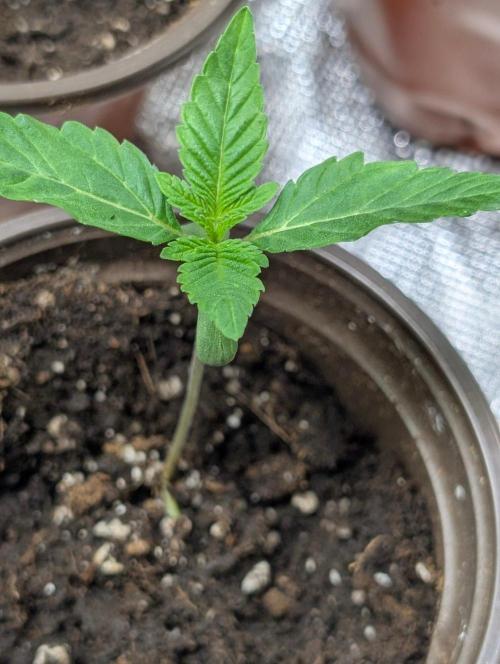 Bay Haze x5. Week 2 - 3