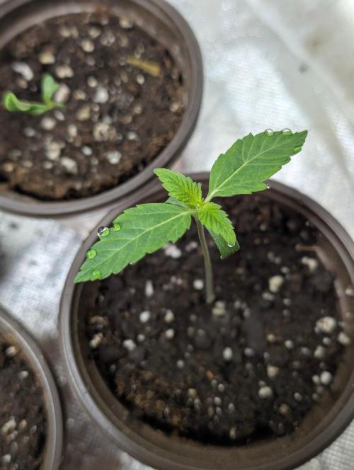 Bay Haze x5. Week 2 - 4