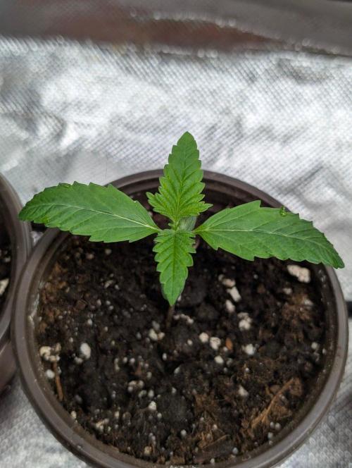 Zinnapple x5. Week 2 - 2