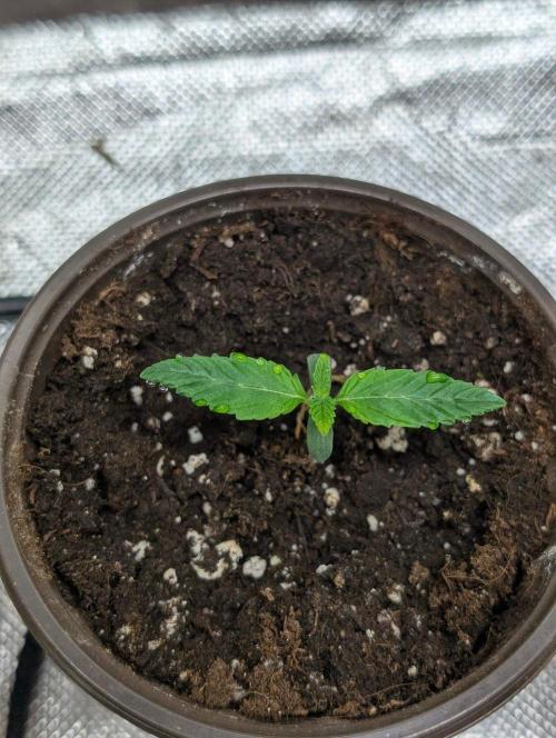 Zinnapple x5. Week 2 - 3