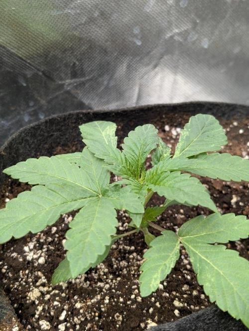Golosa x8. Week 3